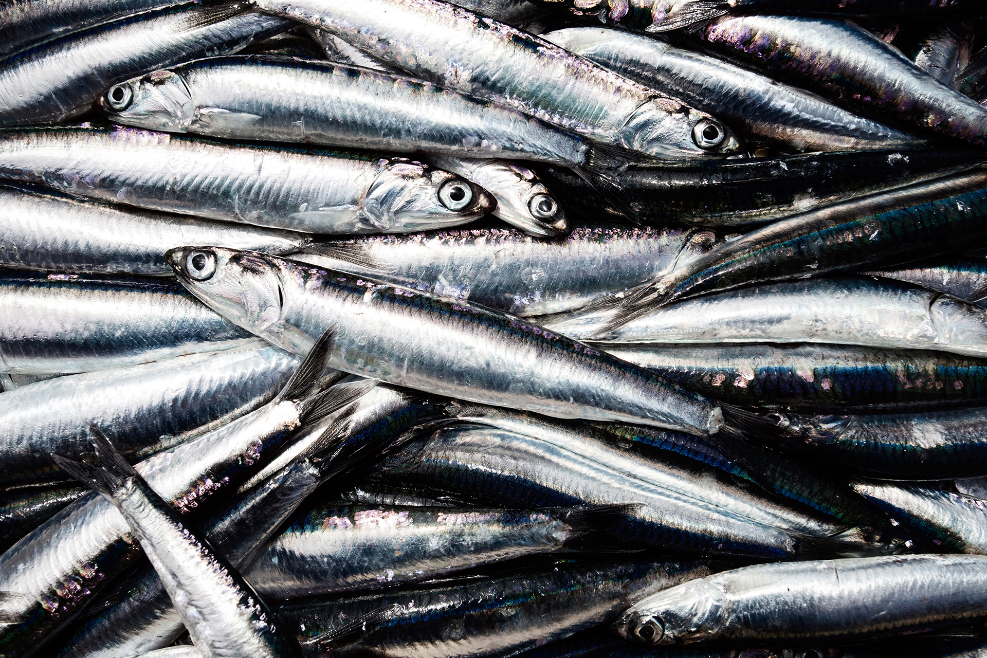 Anchoas del Cantábrico