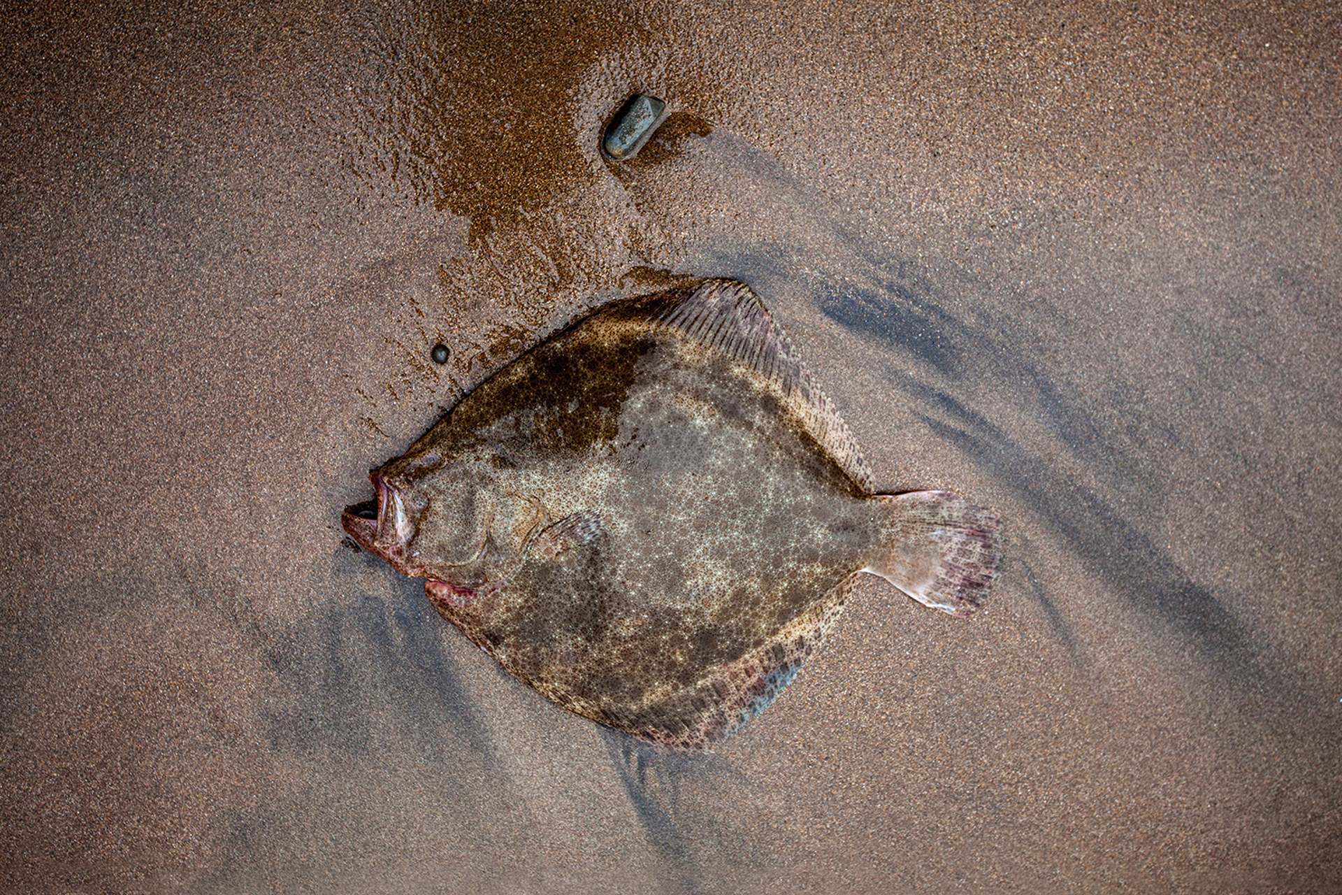 Elkano — reservar mesa