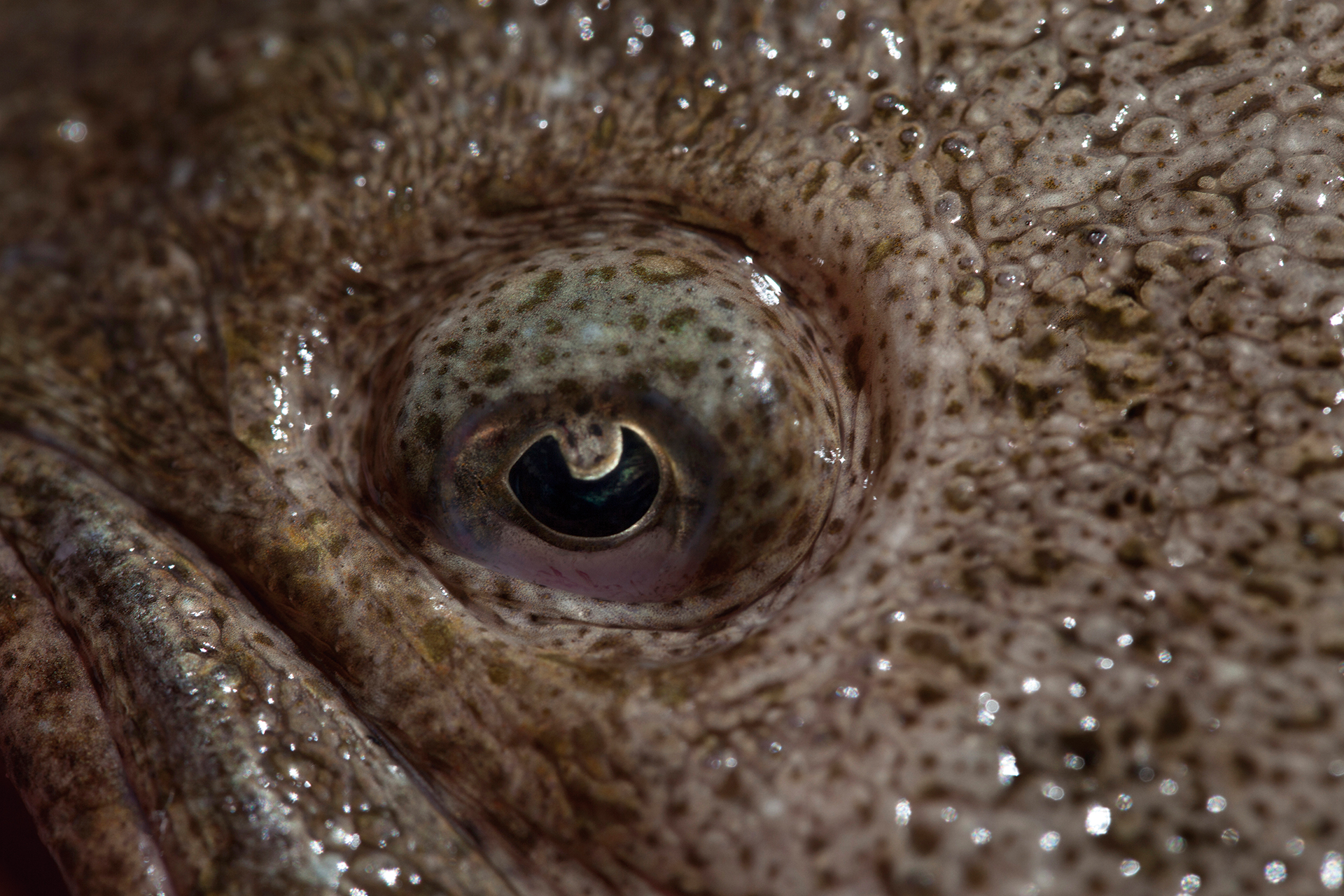 Ojo del rodaballo — producto vivo